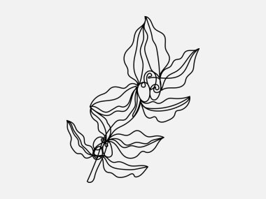 Kahve ağacı dalı sürekli vektör çizimi. Beyaz bir arkaplanda izole edilmiş.