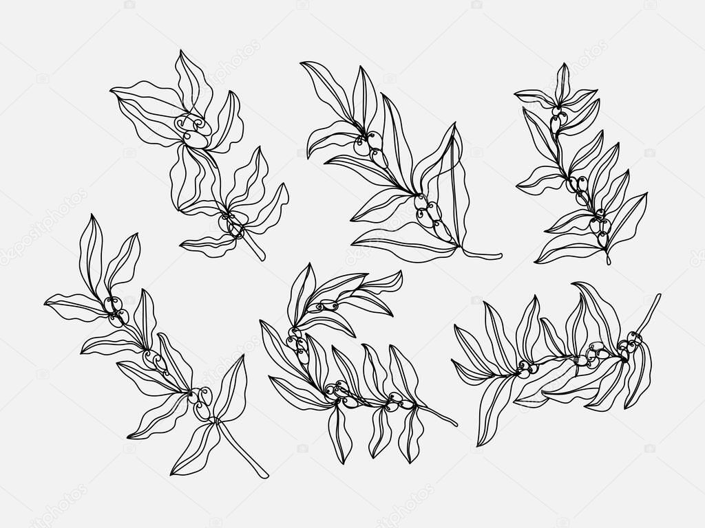 Coffee tree branch continuous line vector drawing. Isolated on a white background.