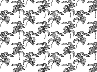 Kahve çekirdeği, yaprak ve fasulye içeren kahve ağacı dallarının taşıyıcısı. Botanik çizimi, robot resim. Çizgi tasarımı. Gerçekçi doğa tarzı. Organik çizim.