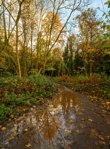 Stezka Přes Harvington Park Beckenham Kent Velká Británie Zlaté Podzimní — Stock fotografie