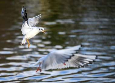 Kelsey Park, Beckenham, Büyük Londra 'da kışın kuş tüylü martılar. Martılar gölün üzerinde uçuyor. Yukardaki yavru kuş odaklandı. Siyah başlı martılar (Chroicocephalus ridibundus), İngiltere