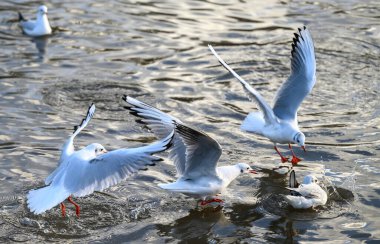 Kelsey Park, Beckenham, Büyük Londra 'da kışın kuş tüylü martılar. Martılar birinin suya attığı ekmeği yakalamaya çalışıyor. Siyah başlı martılar (Chroicocephalus ridibundus), İngiltere.