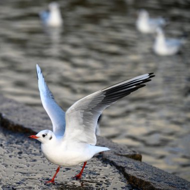 Kelsey Park, Beckenham, Büyük Londra 'da kış tüyleri içinde siyah başlı martı. Martı gölün kenarına iniyor. Siyah başlı martı (Chroicocephalus ridibundus), İngiltere.