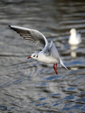 Kelsey Park, Beckenham, Büyük Londra 'da kış tüyleri içinde siyah başlı martı. Martı, arkada bir kuş daha varken gölün üzerinden uçuyor. Siyah başlı martılar (Chroicocephalus ridibundus), İngiltere.