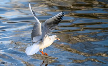 Kelsey Park, Beckenham, Büyük Londra 'da kış tüyleri içinde siyah başlı martı. Gagasında ekmekle uçmakta olan martı. Siyah başlı martı (Chroicocephalus ridibundus), İngiltere.