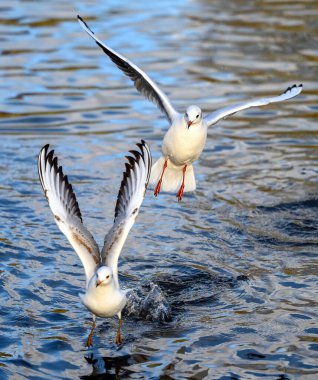 Kelsey Park, Beckenham, Büyük Londra 'da kışın kuş tüylü martılar. Martılar gölün üzerinden bize doğru uçuyor, odak noktası da üst martı. Siyah başlı martılar (Chroicocephalus ridibundus), İngiltere.