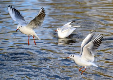 Kelsey Park, Beckenham, Büyük Londra 'da kışın kuş tüylü martılar. Martılar gölün üzerinde uçuyor. Odaklanan üst kuş. Siyah başlı martılar (Chroicocephalus ridibundus), İngiltere.
