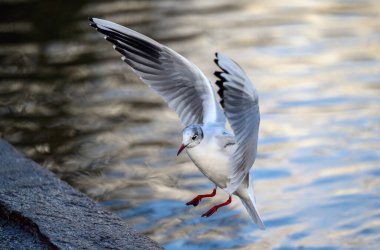 Kelsey Park, Beckenham, Büyük Londra 'da kış tüyleri içinde siyah başlı martı. İniş için göl üzerinde martı uçuyor. Siyah başlı martı (Chroicocephalus ridibundus), İngiltere.