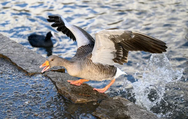 Greylag Goose Kelsey Park Beckenham Greater London Greylag Goose Flies — Stock Photo, Image
