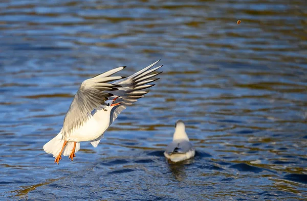 Gaviota Cabeza Negra Plumaje Invierno Kelsey Park Beckenham Gran Londres — Foto de Stock