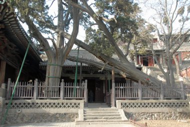 Jinci Temple near Taiyuan, Shanxi , China. Two ancient cypress trees Zhou Bai and Tang Huai near Shengmu Hall or Holy Mother Hall. Zhou Bai cypress tree may be as old as 3,000 years.
