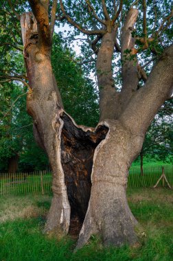The Knoll, Hayes, Kent, İngiltere 'de bir park. Knoll Parkı 'nda yıldırım çarpan yaşlı bir ağaç. Yanmış ağaç bir çitle korunuyor. Hayes, Londra 'nın Bromley ilçesinde..