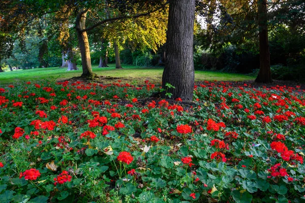 Knoll Malý Park Hayes Kent Velká Británie Jasně Červené Květy — Stock fotografie