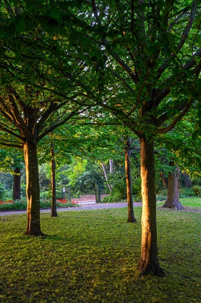 Knoll Small Park Hayes Kent Trees Knoll Park Sun Illuminating — Stock Photo, Image