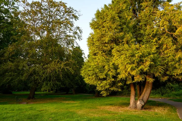 Knoll Malý Park Hayes Kent Velká Británie Stromy Parku Knoll — Stock fotografie