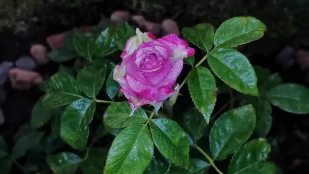 Une Rose Fleurit Dans Jardin Été Sur Buisson Roses Gros — Video