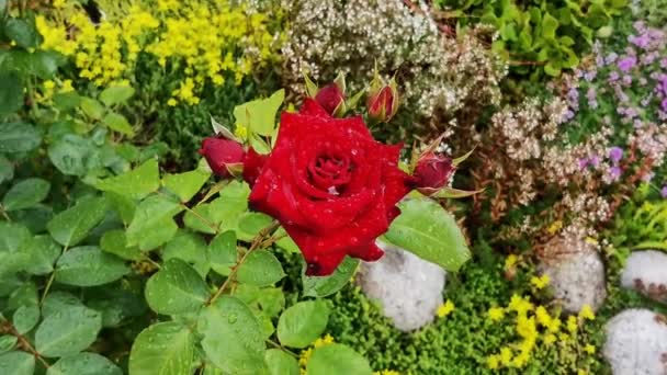 開いたバラの花 その芽 緑の葉は雨滴で覆われています 上からの眺め カメラはブッシュの周りを動き回り — ストック動画