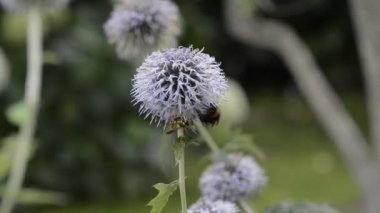 Bir yaban arısı ve bir yaban arısı Eryngium çiçeklerinin nektarını toplar. Bir yaban arısı bir yaban arısını kovalıyor.