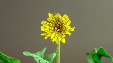 Tek bir sarı karahindiba çiçeği ve çiçeğin etrafında koşan bir böcek. Bej bir arka planda stüdyo çekimi.