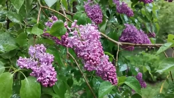 Зеленые Листья Фиолетовые Лиловые Соцветия Колеблются Большими Капельками Дождя — стоковое видео