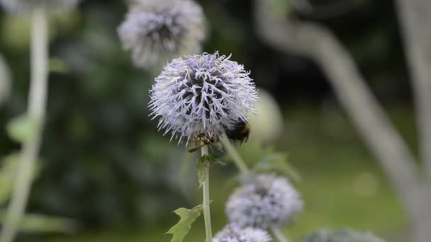 Hveps Humlebi Samler Nektar Blomsterne Eryngium Hveps Jager Humlebi Væk – Stock-video