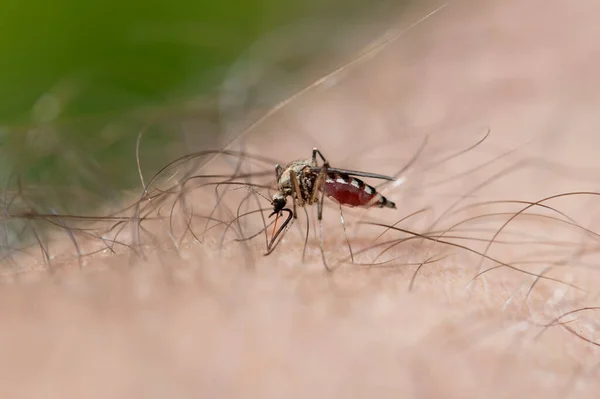 Szúnyog Férfi Karján Megcsípte Vért Iszik Egy Kellemetlen Rovar Ami — Stock Fotó