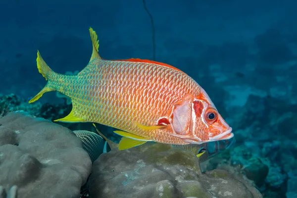 Bright Red Fish Large Eyes Adioryx Spinifer Swims Coral Dorsal — Stock Photo, Image