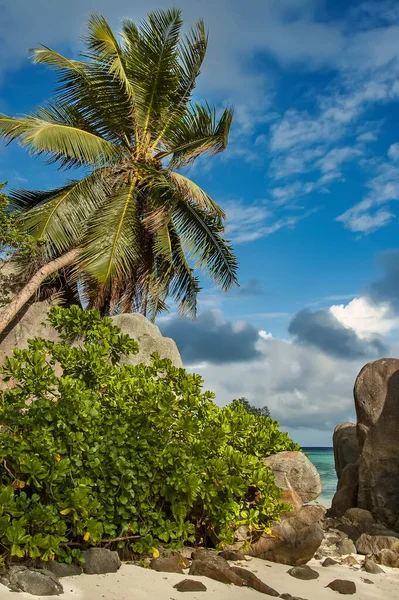 Tropische Zeegezicht Palmboom Rotsen Tegen Blauwe Lucht Tussen Stenen Zie — Stockfoto