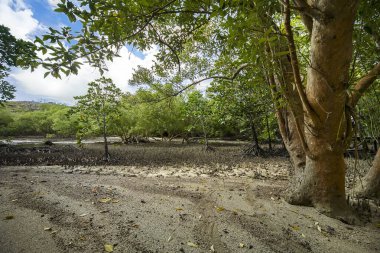Mangrove ormanı deniz seviyesinden sonra düşüyor. Kum yüzeyinde mangrov kökleri. Doğal egzotik orman manzarası. 