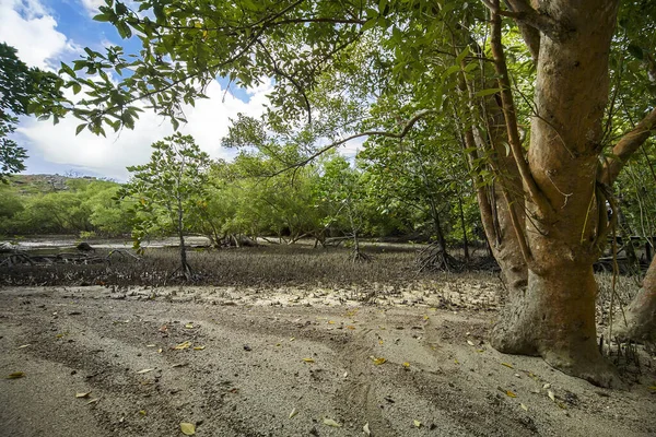 Mangrove forest after sea level decrease.  Mangrove roots over sand surface. Natural exotic forest view.