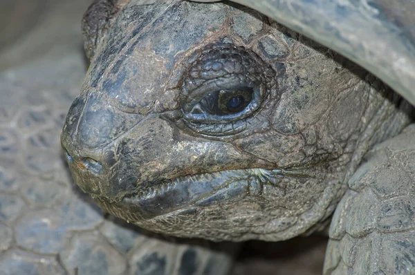 Head of a giant gray turtle (Geochelone gigantea) in natural conditions, close-up. Endemic to the Seychelles. — Stock Image Head Giant Gray Turtle Geochelone Gigantea Natural Conditions Close Endemic Stock Image