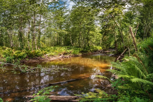 Panoramiczny Widok Krajobraz Starym Zarośniętym Stawem Brzegu Stawu Rosną Drzewa — Zdjęcie stockowe