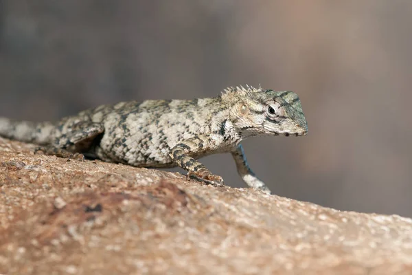 Close Lizard National Park Sri Lanka Its Small Size Claws — Stock Photo, Image