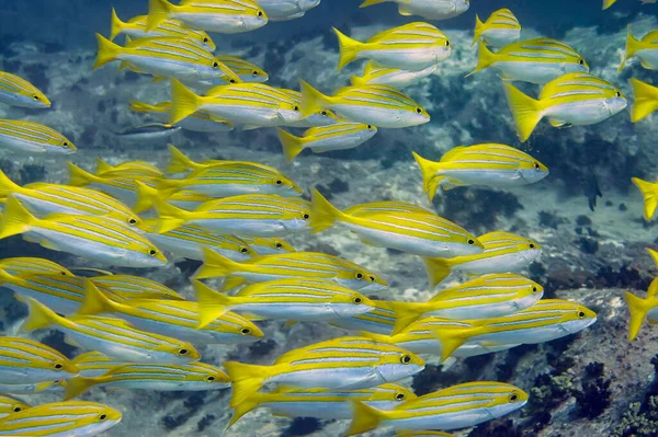 Szkoła Żółto Niebieskiej Okoni Lutjanus Kasmira Ryby Pływają Nad Rafą — Zdjęcie stockowe