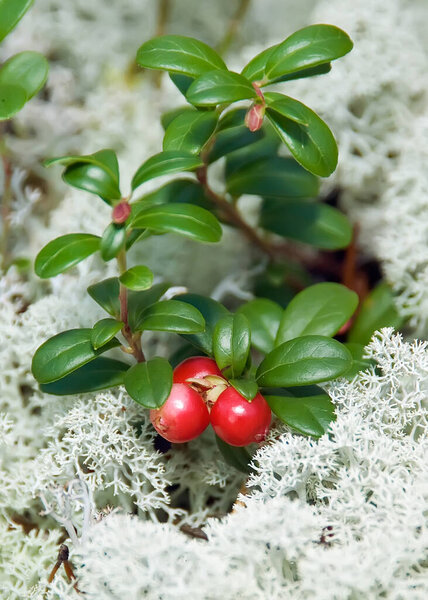Cowberry bush with bright green leaves and ripe red berries on a background of deer moss.