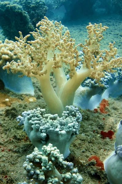Sono Diversi Tipi Coralli Molli Sul Fondo Del Mare Dendronephthya — Foto Stock