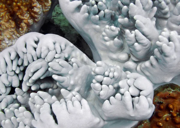 Coral Suave Forma Inusual Con Tentáculos Como Dedos Foto Submarina —  Fotos de Stock