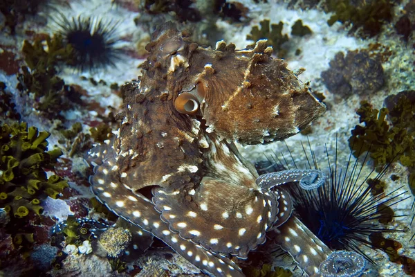 Batalla Dos Pulpos Arrecife Coral Fondo Del Mar Erizo Mar —  Fotos de Stock