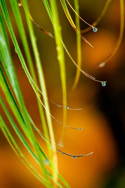 Gotas Chuva Transparentes Nas Folhas Uma Palmeira Concentra Primeiro Plano — Fotografia de Stock