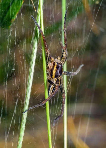 Egy Élénk Sárga Csíkos Pók Szövi Hálóját Erdőben Két Mancsa — Stock Fotó