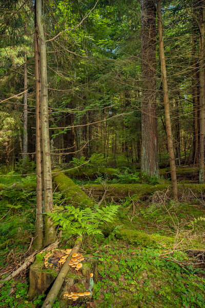 Плотный лес со старыми упавшими деревьями, заросшими мхом, на переднем плане растет пень с желтыми грибами. Подлесок состоит из различных трав и папоротников.