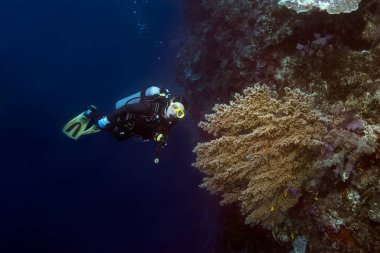 Mercan resifinin duvarında dalış yapan kadın. Büyük yumuşak bir mercan çalısı aydınlatılır. Filipinler.