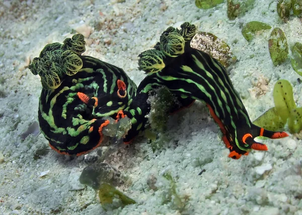 Dos Nudibranquios Kubaryana Arrastran Sobre Arena Coral Cuerpo Oscuro Está —  Fotos de Stock