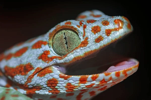 Hlavu Pestrobarevného Gekona Otevřenými Ústy Oranžové Skvrny Světle Šedém Těle — Stock fotografie