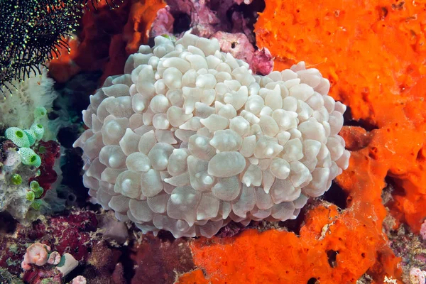 Närbild Bubbelkorall Plerogyra Sinuosa Mot Bakgrund Andra Koraller Filippinerna — Stockfoto