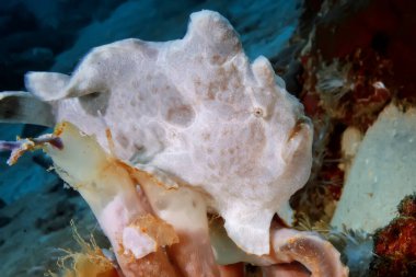 White frogfish crawling on the light coral. It moves with the help of its paws-fins. Underwater photography, Philippines.