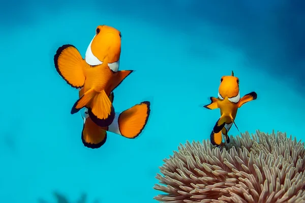 Western Clownfish Small Bright Fish Body Bright Orange Color Three — Stock Photo, Image