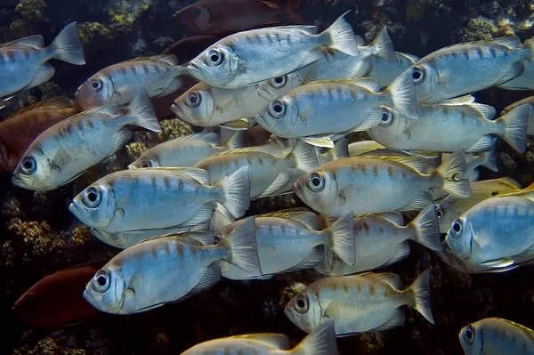 Buceo Nocturno Una Escuela Peces Priacanthus Hamrur Nada Largo Arrecife —  Fotos de Stock