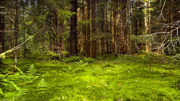 Trawnik Lesie Sosnowym Jest Gęsto Pokryty Zielonym Mchem Trawą Paprociami — Zdjęcie stockowe
