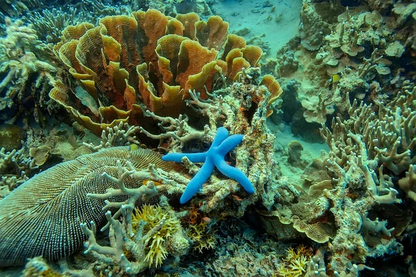 Varias Formas Corales Duros Estrella Mar Azul Destructor Corales Fotografía —  Fotos de Stock